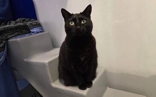 Black cat rejected by owners because he's 'unlucky' is looking for new family to love him