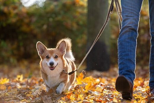 Vet finally settles how long you should walk your dog each day