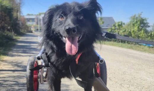 Nobody wants to rehome adorable dog found in dirt 'by kind-hearted stranger'