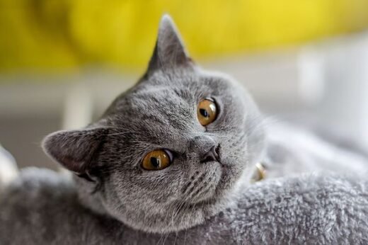 Seven cat breeds most likely to suffer from separation anxiety when left alone