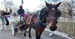 New York City Council passes bill to ban horse-drawn carriage rides within 2 years