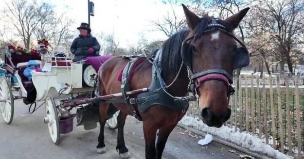 New York City Council passes bill to ban horse-drawn carriage rides within 2 years
