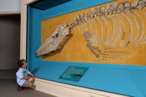 The Price of Closing a University Museum