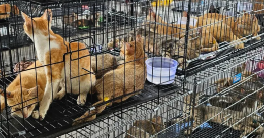 Cat-stealing ring accused of taking 2,700 pets from homes to be slaughtered for food in Vietnam