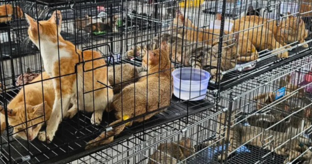 Cat-stealing ring accused of taking 2,700 pets from homes to be slaughtered for food in Vietnam