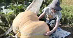 13-year-old carves 500-pound monster pumpkin, planted with seeds from his grandmother
