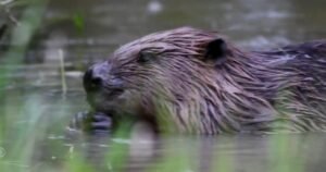 Beavers brought to London to help solve a flooding problem: "They make people smile!"