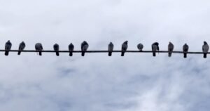 How a Philadelphia couple turned pigeons into one of the city's most popular tours