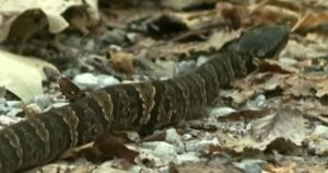 Illinois' "Snake Road" closes to cars to protect the migrating reptiles