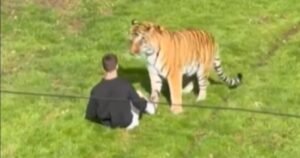 Man dies after jumping into tiger's enclosure