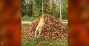 Yellow labs make first leaf pile jump of this fall season