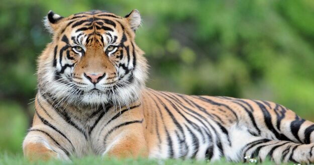 Man attacked by tiger in England after entering enclosure at wildlife park