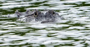 Alligator kills 71-year-old man fishing at pond in Florida