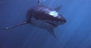 Shark kills woman swimming off popular beach in South Africa