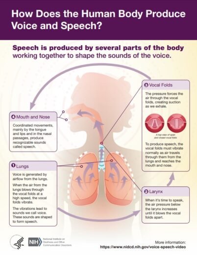 How Does the Human Body Produce Voice and Speech?