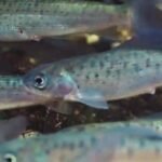 Nature: Arctic grayling in Michigan