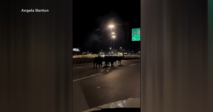 Cows roam Kansas City highway after trailer plunged off Missouri overpass, killing dozens of cattle