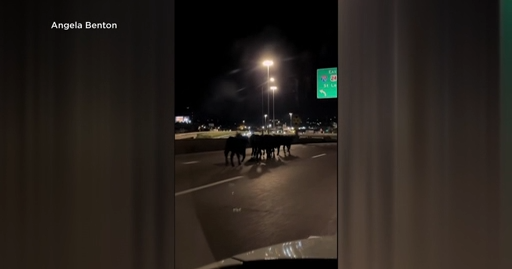 Cows roam Kansas City highway after trailer plunged off Missouri overpass, killing dozens of cattle