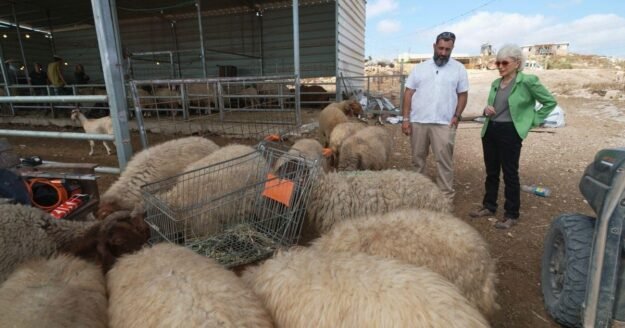 Some Israeli settlers use sheep as tool to push Palestinians from their West Bank homes
