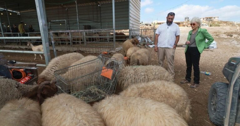 Some Israeli settlers use sheep as tool to push Palestinians from their West Bank homes
